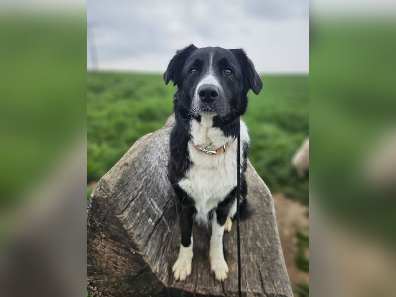 ZARA sucht ihr Glück ❤️