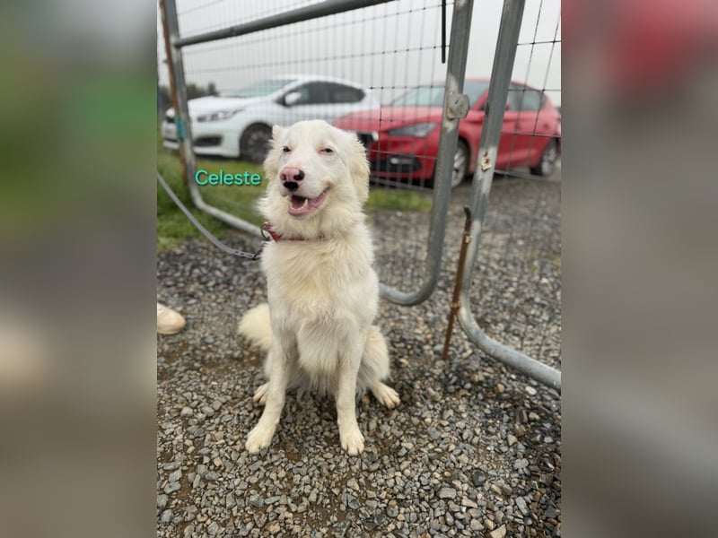 Celeste geb. 01/2024 (ESP) - fröhlicher und aktiver Border Collie sucht ein Für-immer-Zuhause!