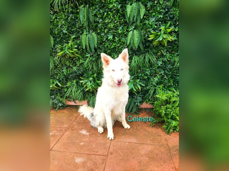 Celeste geb. 01/2024 (ESP) - fröhlicher und aktiver Border Collie sucht ein Für-immer-Zuhause!