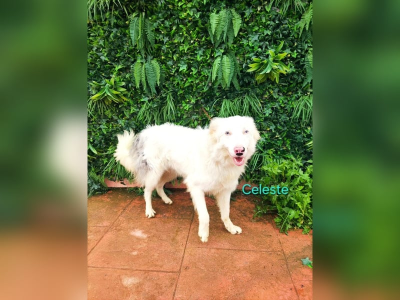 Celeste geb. 01/2024 (ESP) - fröhlicher und aktiver Border Collie sucht ein Für-immer-Zuhause!