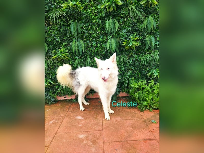 Celeste geb. 01/2024 (ESP) - fröhlicher und aktiver Border Collie sucht ein Für-immer-Zuhause!