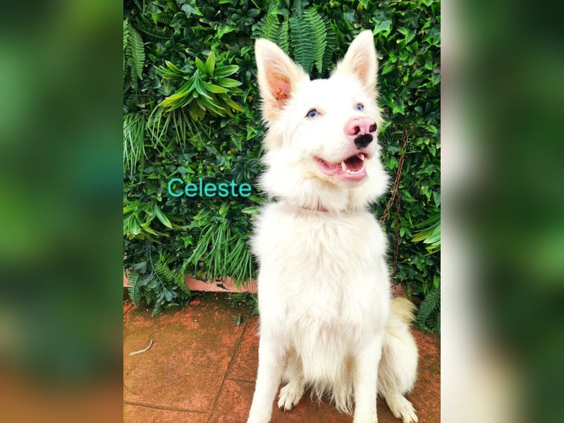 Celeste geb. 01/2024 (ESP) - fröhlicher und aktiver Border Collie sucht ein Für-immer-Zuhause!