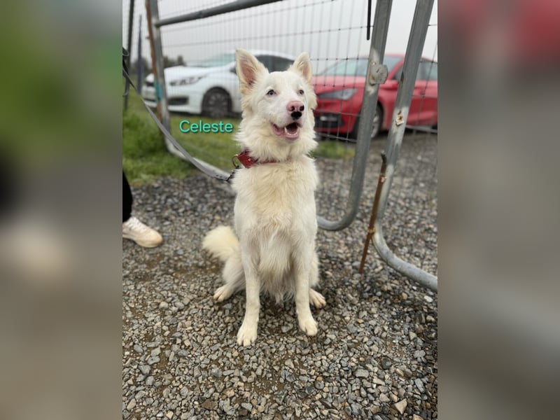 Celeste geb. 01/2024 (ESP) - fröhlicher und aktiver Border Collie sucht ein Für-immer-Zuhause!