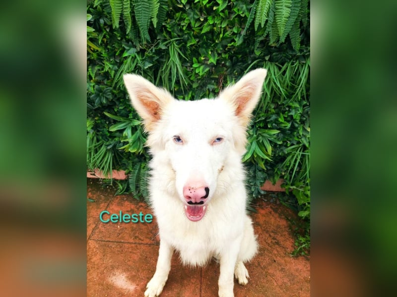 Celeste geb. 01/2024 (ESP) - fröhlicher und aktiver Border Collie sucht ein Für-immer-Zuhause!