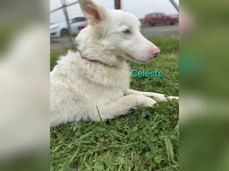 Celeste geb. 01/2024 (ESP) - fröhlicher und aktiver Border Collie sucht ein Für-immer-Zuhause!
