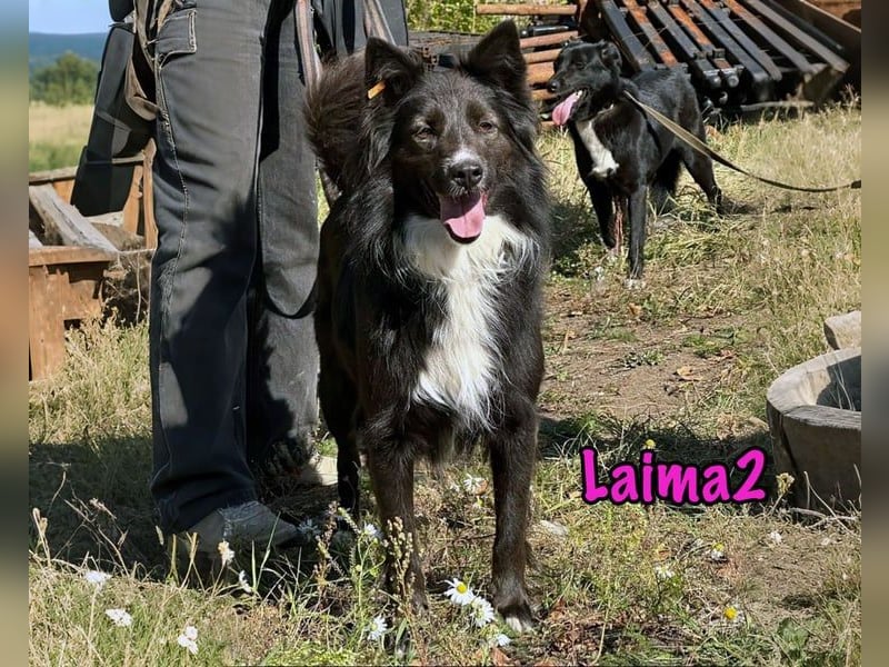 Laima2 geb. 01/2021 - sportliche und aufmerksame, wunderschöne Border-Collie-Mix Hündin!