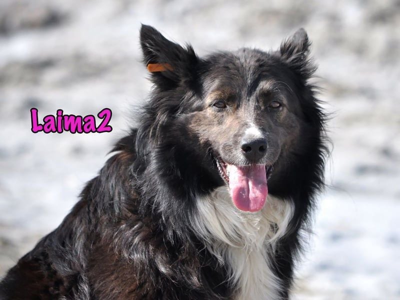 Laima2 geb. 01/2021 - sportliche und aufmerksame, wunderschöne Border-Collie-Mix Hündin!