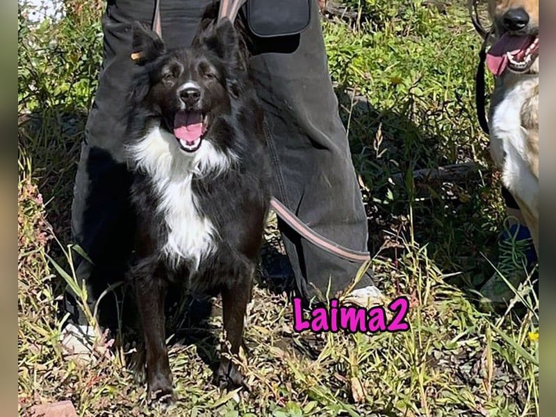 Laima2 geb. 01/2021 - sportliche und aufmerksame, wunderschöne Border-Collie-Mix Hündin!