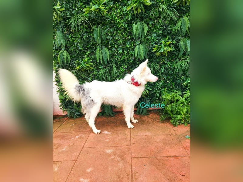 Celeste geb. 01/2024 (ESP) - fröhlicher und aktiver Border Collie sucht ein Für-immer-Zuhause!