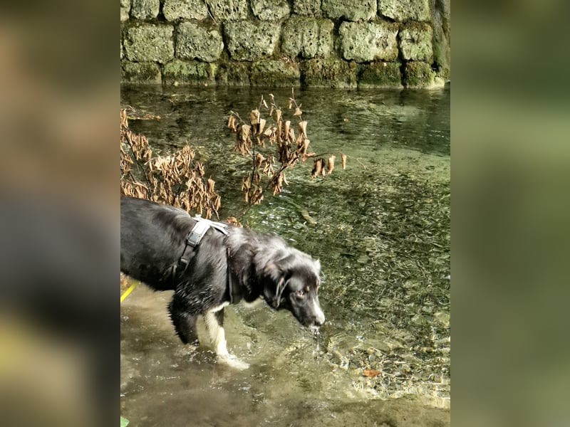 Feli, Border-Aussie Mix sucht aktives, erfahrenes Zuhause