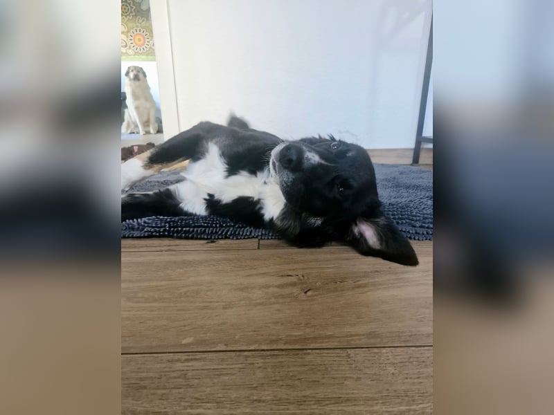 Feli, Border-Aussie Mix sucht aktives, erfahrenes Zuhause