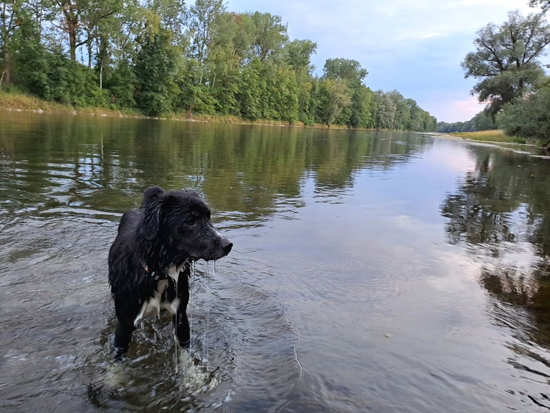 Feli, Border-Aussie Mix sucht aktives, erfahrenes Zuhause