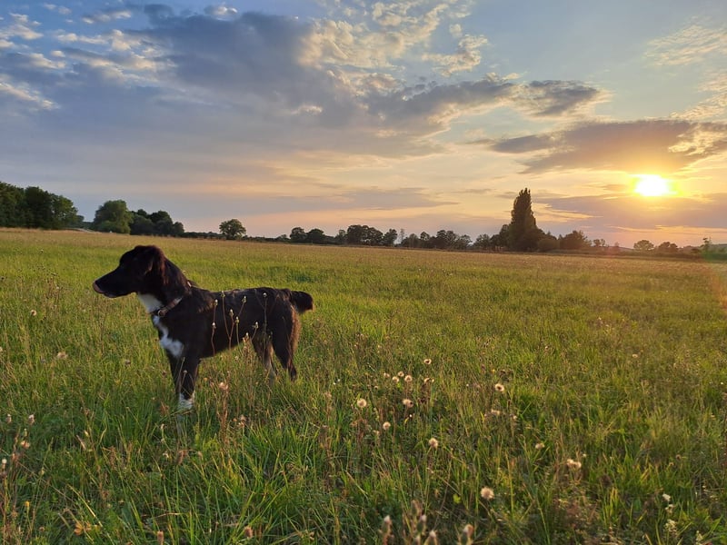 Feli, Border-Aussie Mix sucht aktives, erfahrenes Zuhause