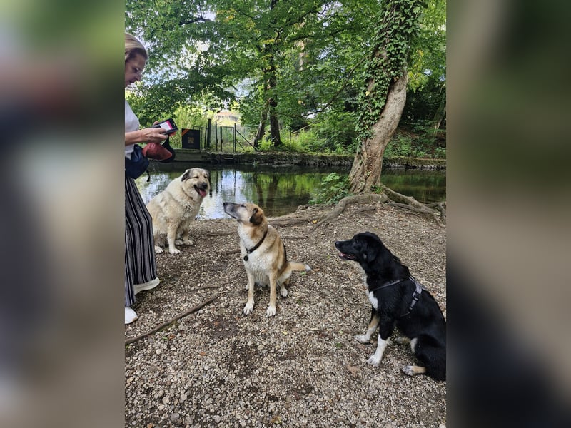 Feli, Border-Aussie Mix sucht aktives, erfahrenes Zuhause