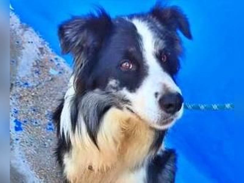 YAS ein menschenbezogener Hundemann