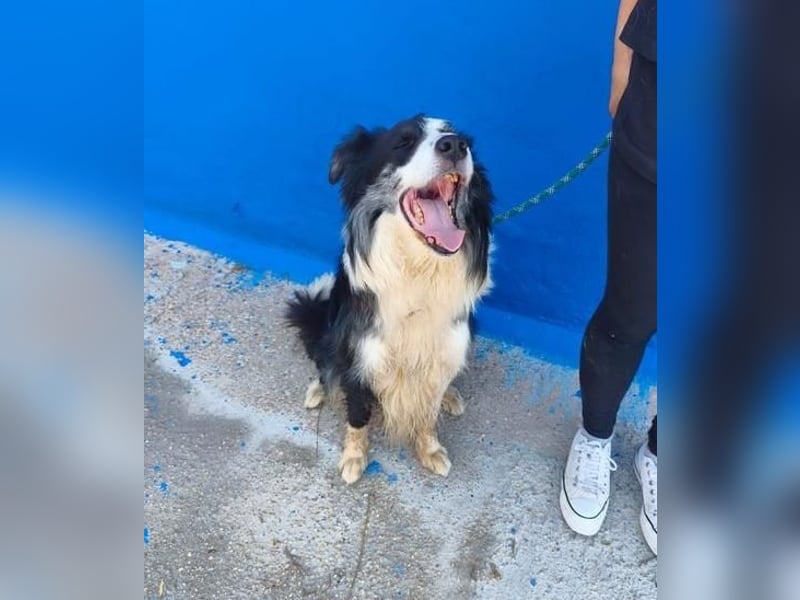 YAS ein menschenbezogener Hundemann