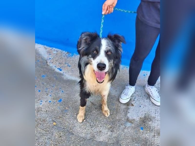 YAS ein menschenbezogener Hundemann