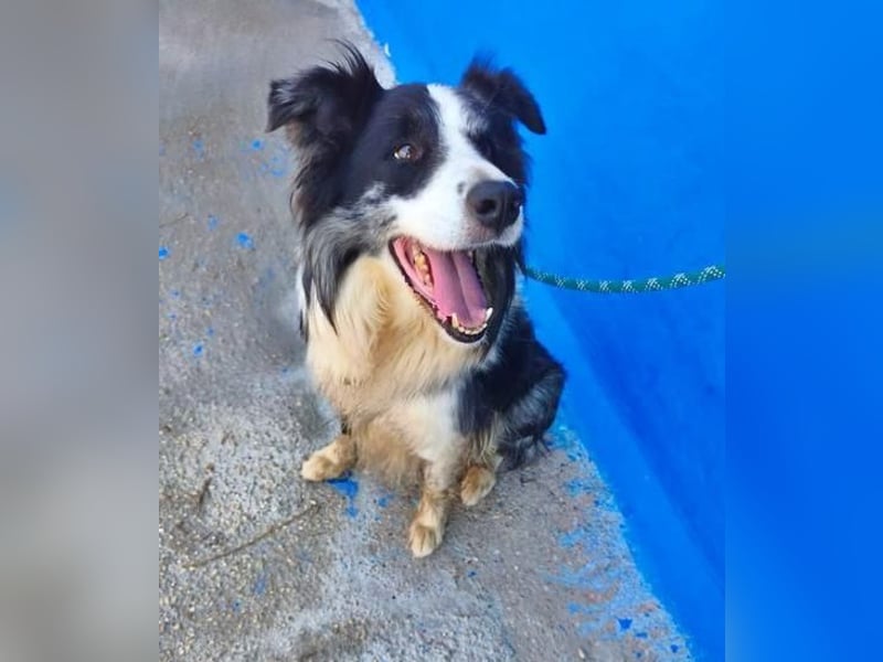 YAS ein menschenbezogener Hundemann