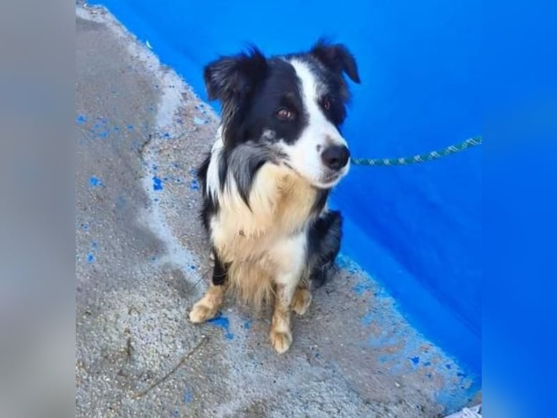 YAS ein menschenbezogener Hundemann