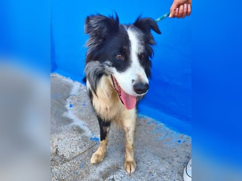 YAS ein menschenbezogener Hundemann