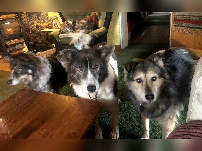 Aponi und Chanel - nur gemeinsam Zuhause