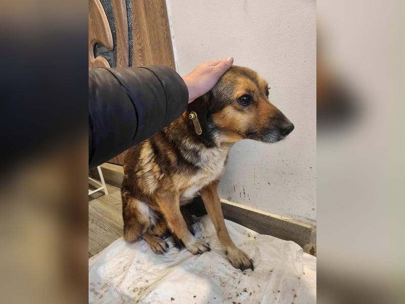 SADDY gerettet aus Horror Tötung Slatina, Ostern'22