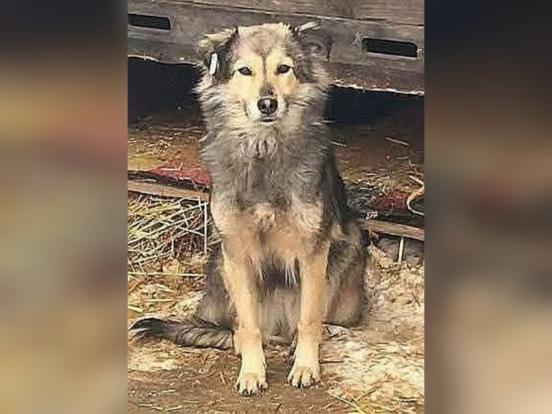 Aponi und Chanel - nur gemeinsam Zuhause