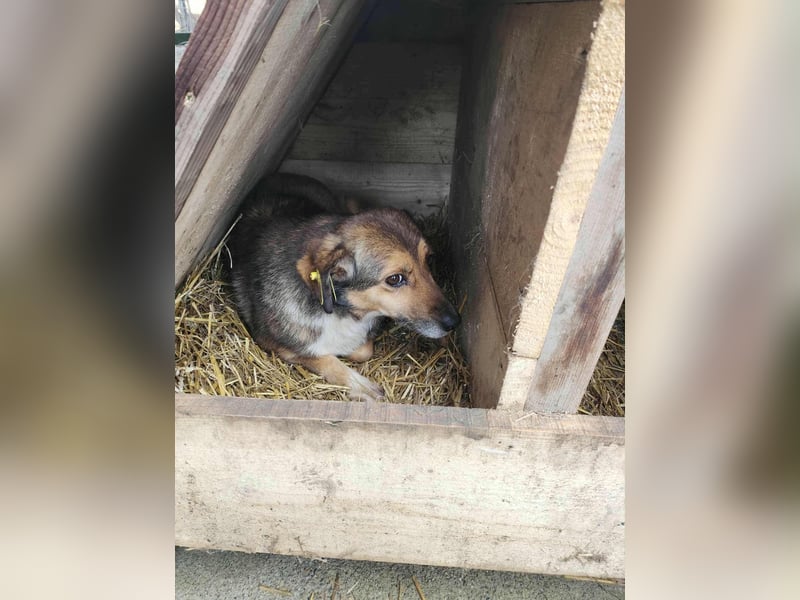 SADDY gerettet aus Horror Tötung Slatina, Ostern'22