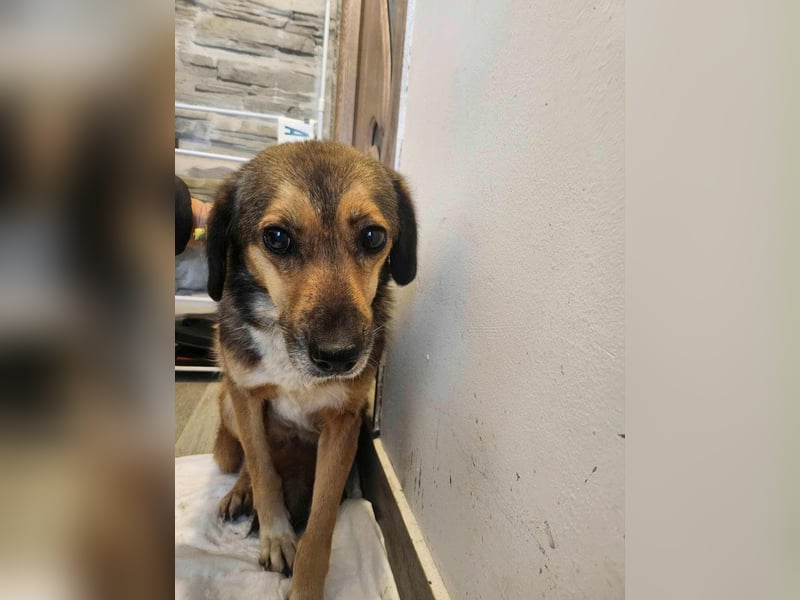 SADDY♥ - Gerettet aus Horror Tötung Slatina, Ostern'22