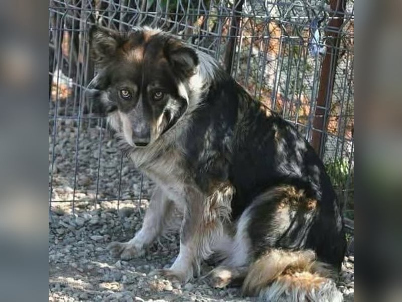 Gemeinsames Zuhause gesucht - Aponi & Chanel