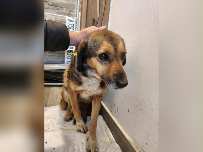 SADDY gerettet aus Horror Tötung Slatina, Ostern'22