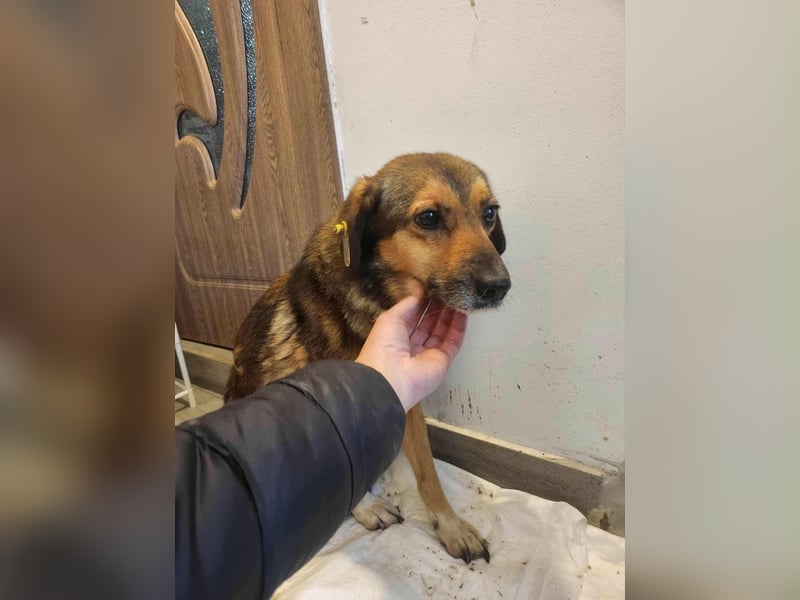 SADDY gerettet aus Horror Tötung Slatina, Ostern'22