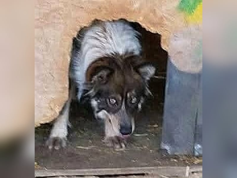 Gemeinsames Zuhause gesucht - Aponi & Chanel