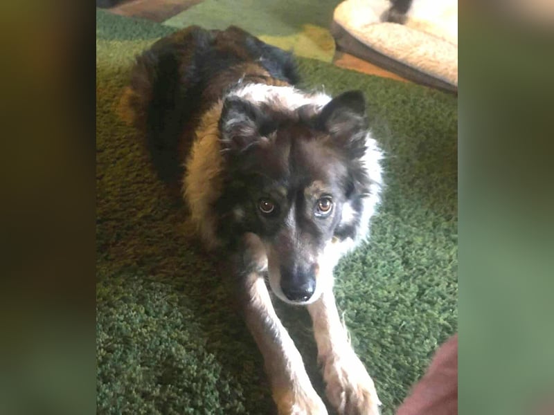 Aponi und Chanel - nur gemeinsam Zuhause