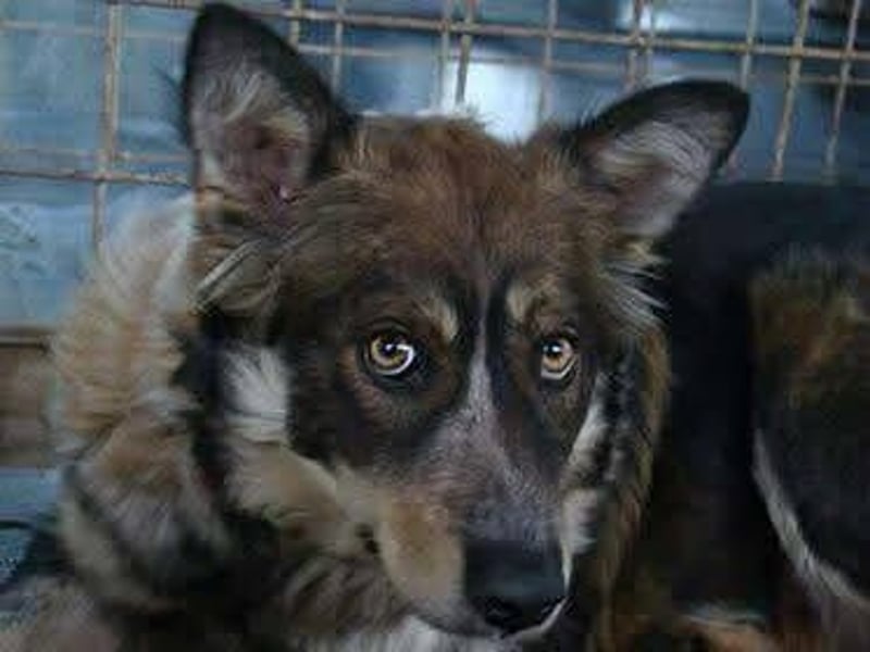 Aponi und Chanel - nur gemeinsam Zuhause