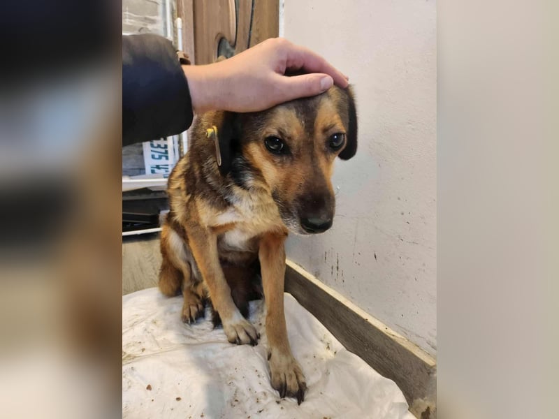 SADDY♥ - Gerettet aus Horror Tötung Slatina, Ostern'22