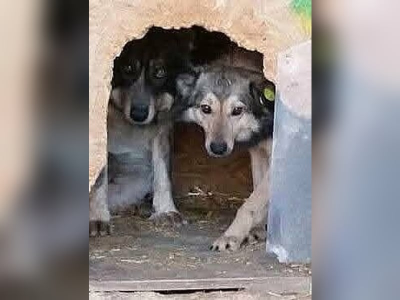 Gemeinsames Zuhause gesucht - Aponi & Chanel