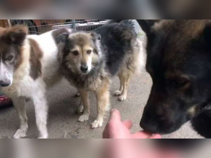 Gemeinsames Zuhause gesucht - Aponi & Chanel