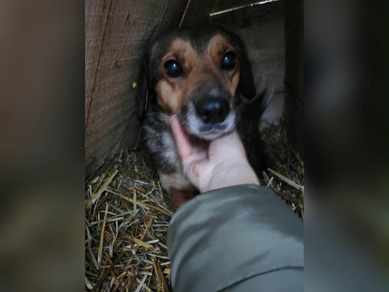 SADDY gerettet aus Horror Tötung Slatina, Ostern'22