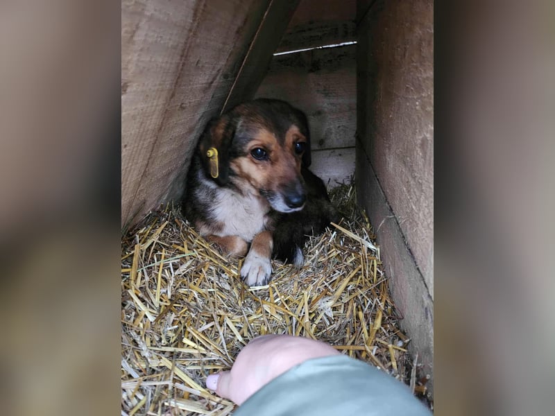SADDY gerettet aus Horror Tötung Slatina, Ostern'22