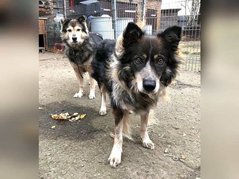 Gemeinsames Zuhause gesucht - Aponi & Chanel