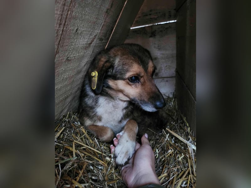 SADDY gerettet aus Horror Tötung Slatina, Ostern'22