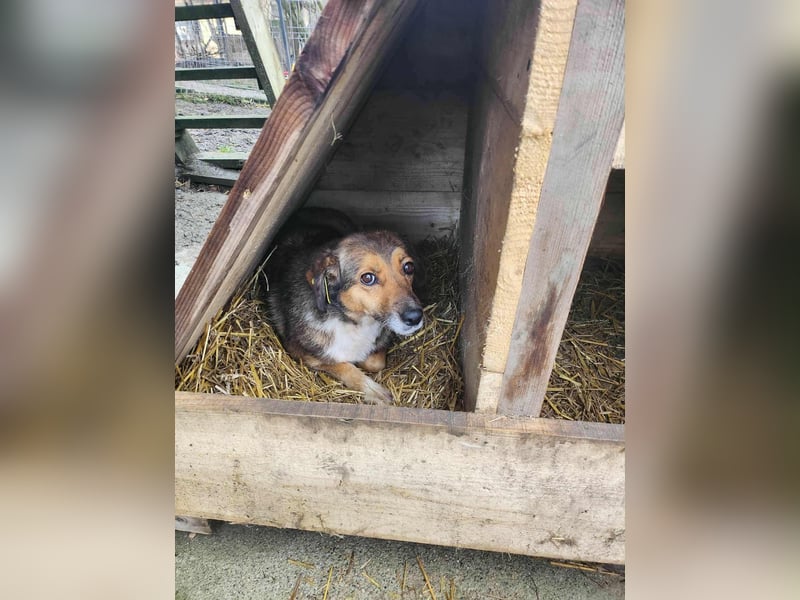 SADDY gerettet aus Horror Tötung Slatina, Ostern'22