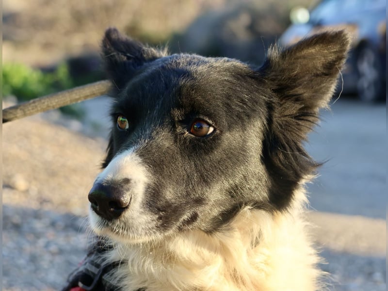 Limona - aktiver Familenhund
