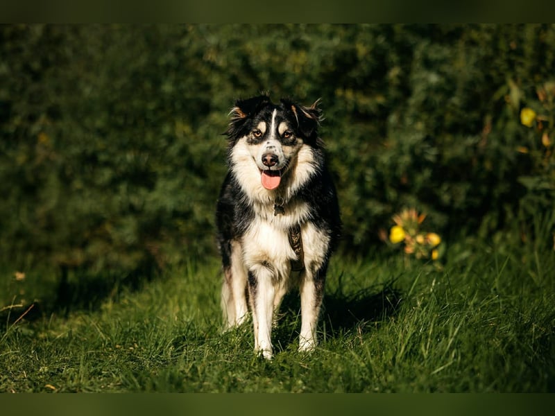 Lustiger Tocki sucht seine Menschen