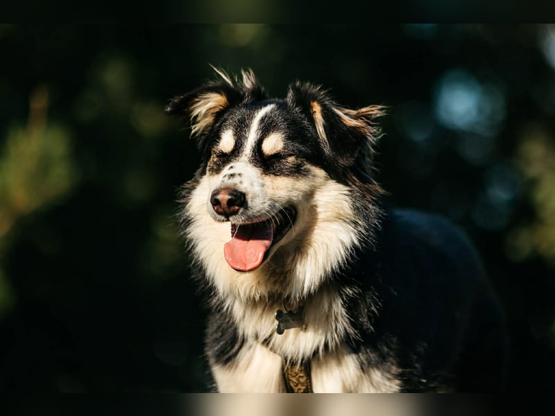 Lustiger Tocki sucht seine Menschen