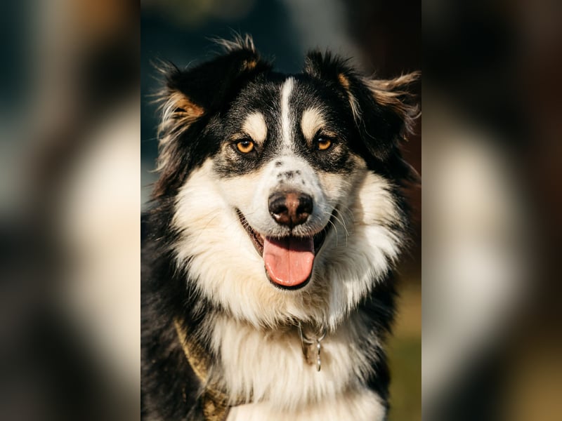Lustiger Tocki sucht seine Menschen