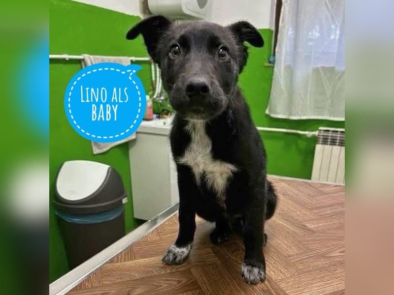 Lino ein Freund fürs Leben