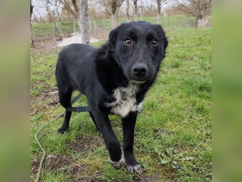 Lino ein Freund fürs Leben