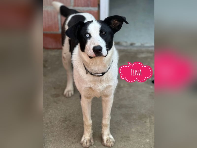Tina ein kuschelbedürftiger Blickfang